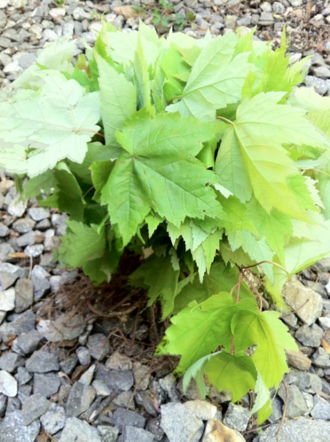 Qty-15 Carolina Red Maple seedlings  